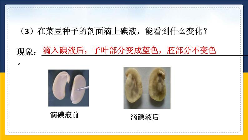 1.4植物的一生(1)课件第6页