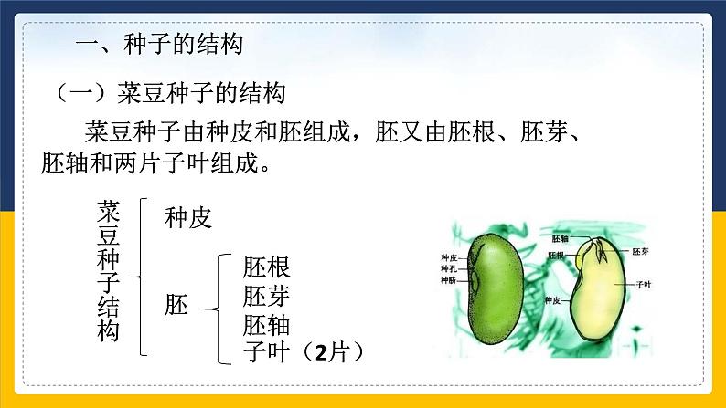 1.4植物的一生(1)课件第7页