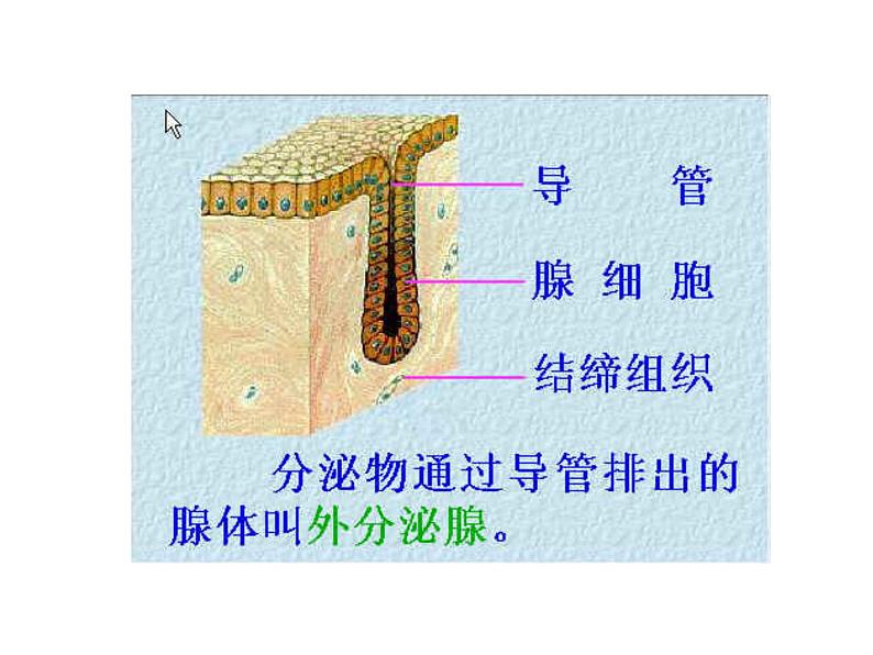 3.2人体的激素调节浙教版-ppt课件第6页
