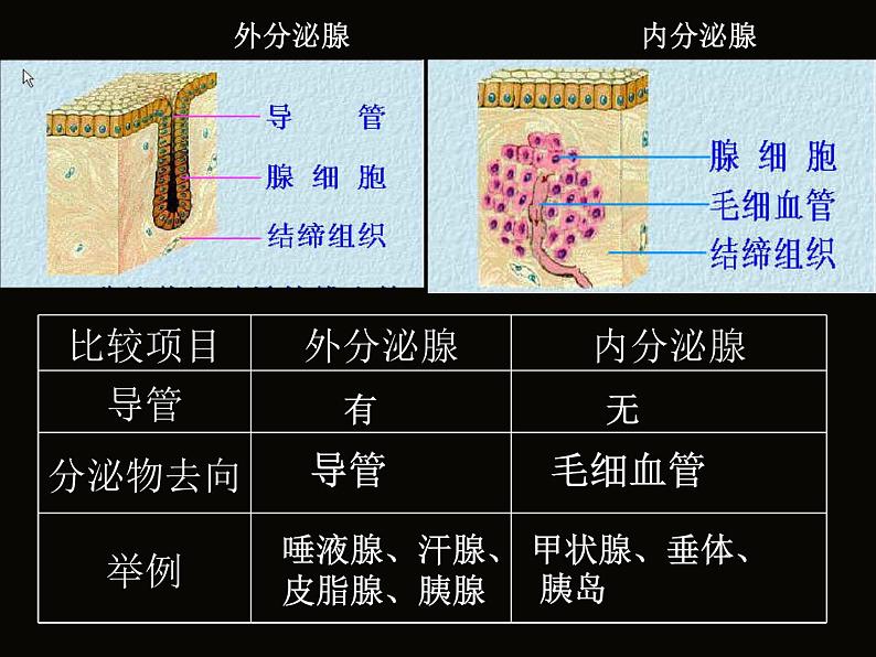 3.2人体的激素调节浙教版-ppt课件第8页