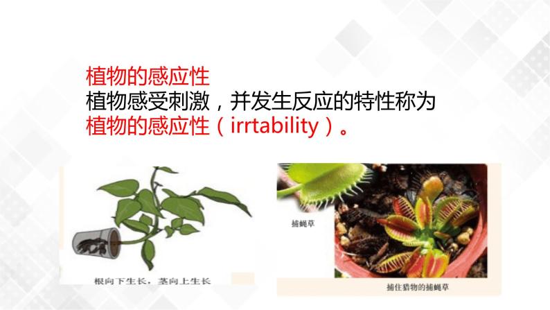 3.1 植物生命活动的调节-八年级科学上册  同步教学课件+练习(浙教版)03