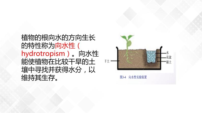 3.1 植物生命活动的调节-八年级科学上册  同步教学课件+练习(浙教版)07