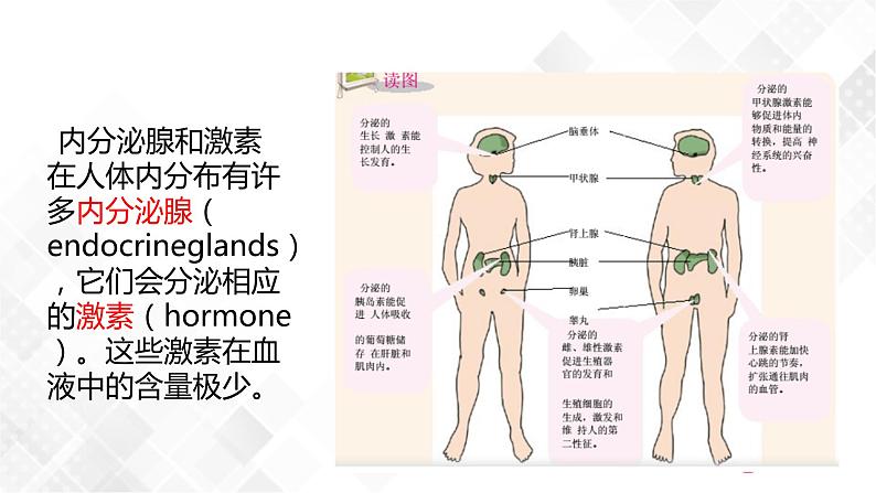 3.2 人体的激素调节-八年级科学上册 同步教学课件+练习(浙教版)03