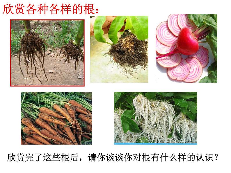 【浙教版】科学八下:4.3《植物的根与物质吸收》ppt教学课件02