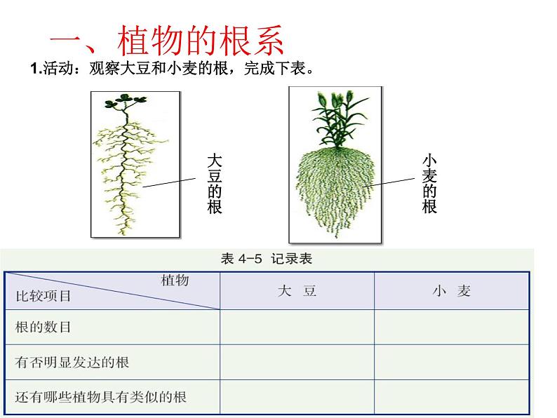【浙教版】科学八下:4.3《植物的根与物质吸收》ppt教学课件03