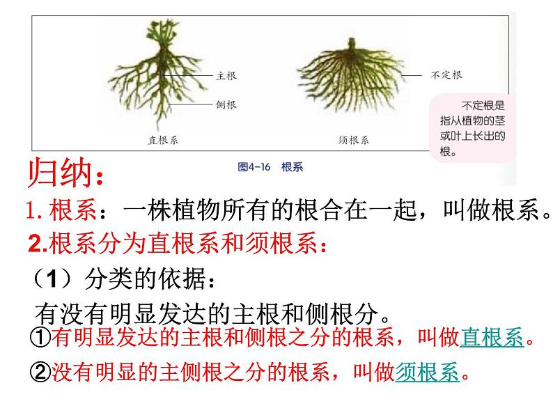 【浙教版】科学八下:4.3《植物的根与物质吸收》ppt教学课件04
