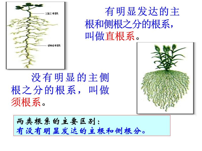 【浙教版】科学八下：4.3《植物的根与物质吸收》ppt课件（1）05