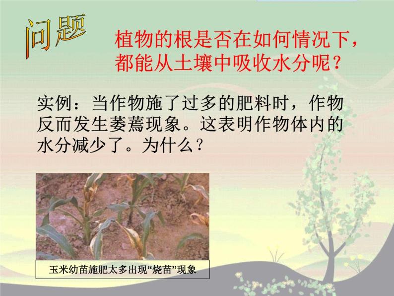 【浙教版】科学八下：4.3《植物的根与物质吸收》ppt课件（2）04