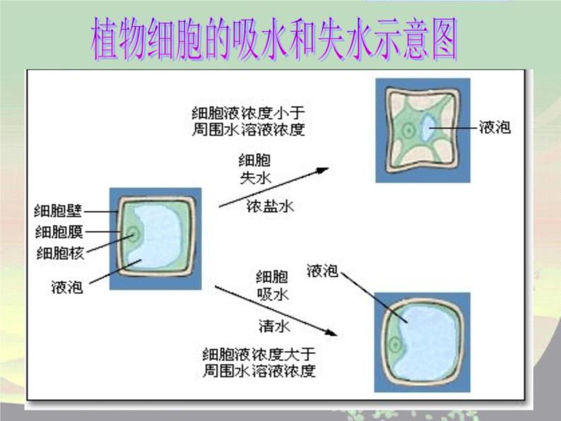 【浙教版】科学八下：4.3《植物的根与物质吸收》ppt课件（2）08