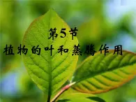 【浙教版】科学八下：4.5《植物的叶与蒸腾作用》ppt课件（3）