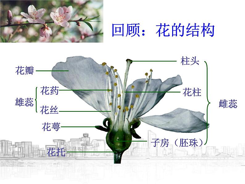 【浙教版】科学七下:1.5《植物生殖方式的多样性》ppt课件(1)第2页