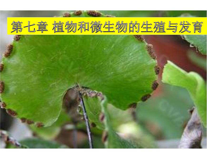 華師大版七年級下冊科學 7.3植物的無性生殖 課件第1頁