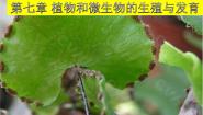 初中华师大版第7章 植物和微生物的生殖与发育3 植物的无性生殖图文ppt课件