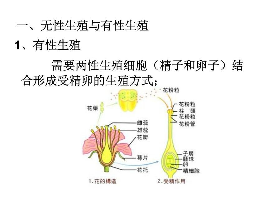華師大版七年級下冊科學 7.3植物的無性生殖 課件第3頁