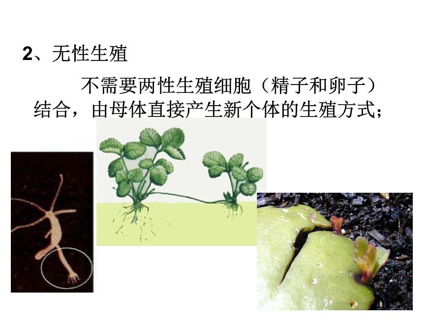 華師大版七年級下冊科學 7.3植物的無性生殖 課件第4頁