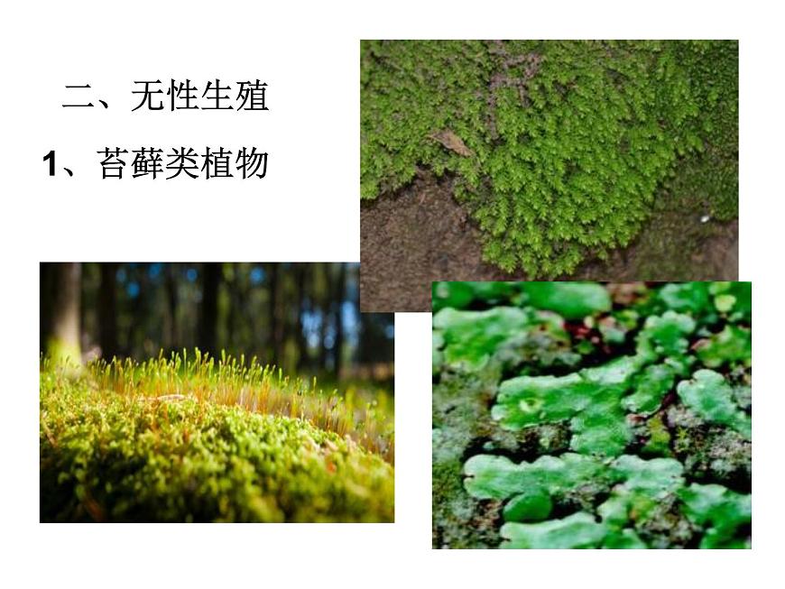 華師大版七年級下冊科學 7.3植物的無性生殖 課件第5頁