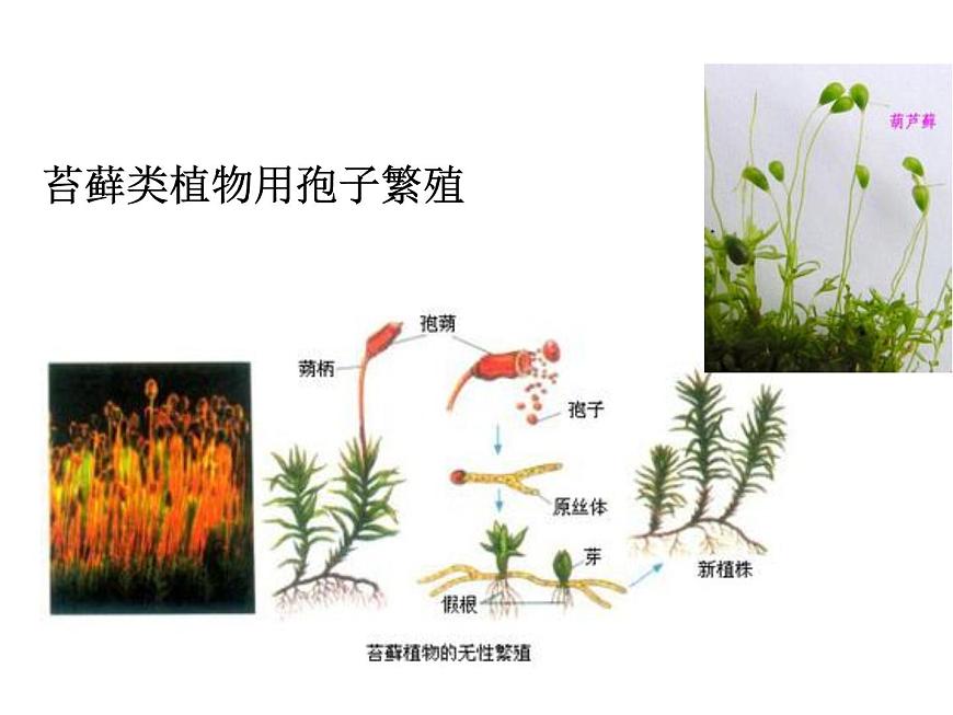 華師大版七年級下冊科學 7.3植物的無性生殖 課件第6頁