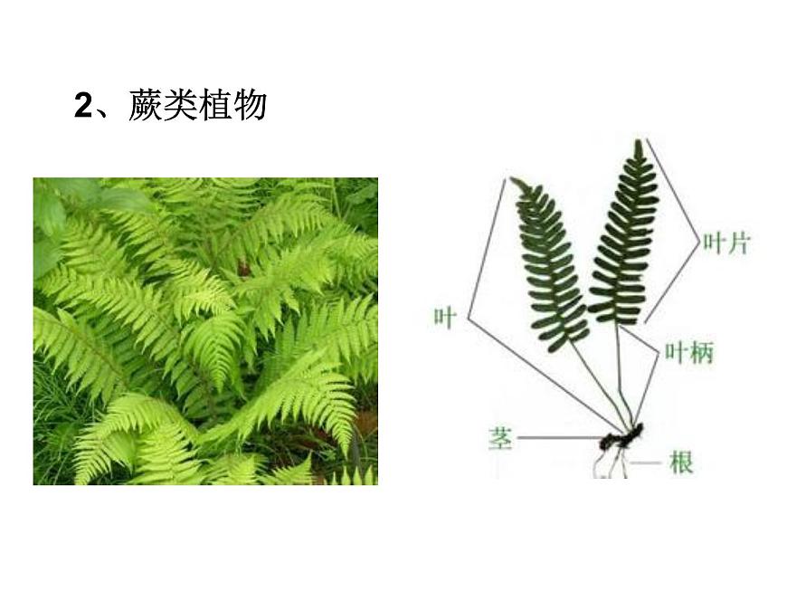 華師大版七年級下冊科學 7.3植物的無性生殖 課件第7頁