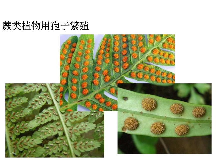 華師大版七年級下冊科學 7.3植物的無性生殖 課件第8頁