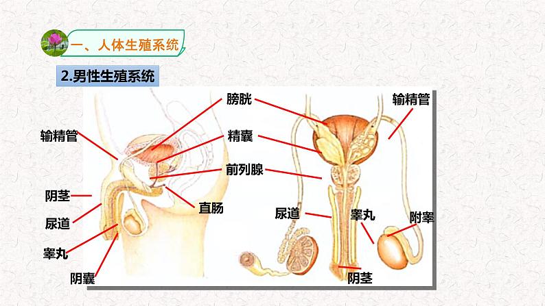 浙教版七年级下册科学 1.1新生命的诞生 课件第4页