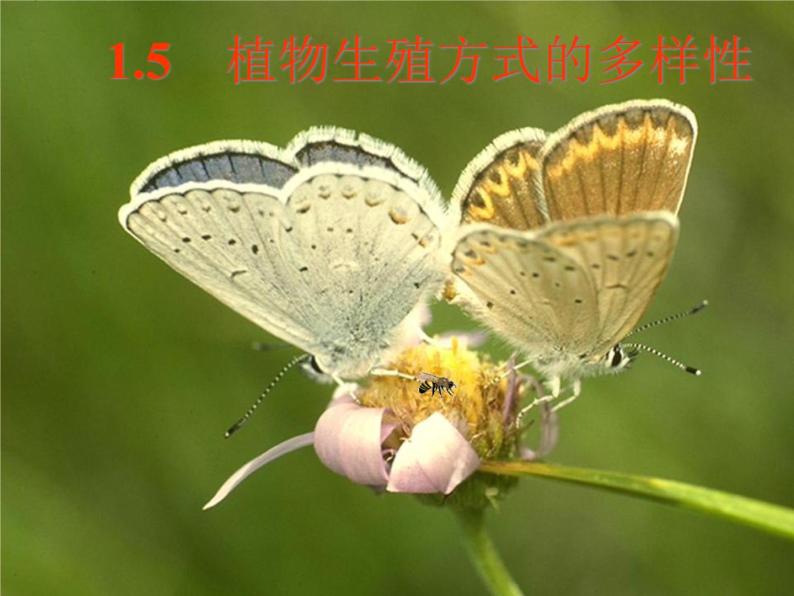 浙教版七年级下册科学 1.5植物生殖方式的多样性 课件03