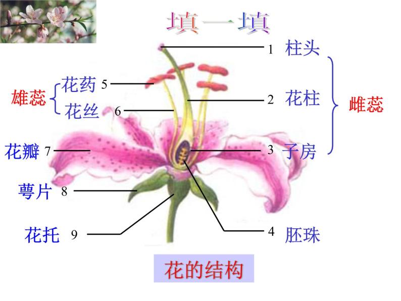 浙教版七年级下册科学 1.5植物生殖方式的多样性 课件04