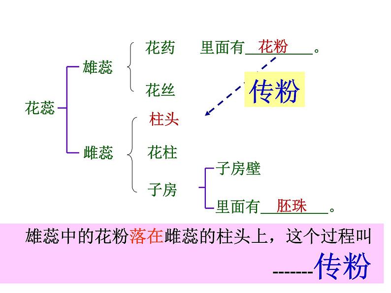 浙教版七年级下册科学 1.5植物生殖方式的多样性 课件第7页