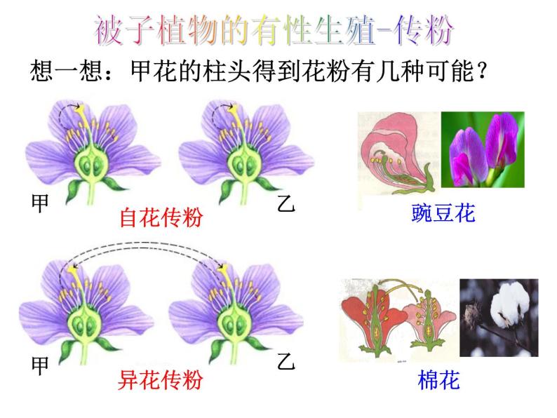 浙教版七年级下册科学 1.5植物生殖方式的多样性 课件08