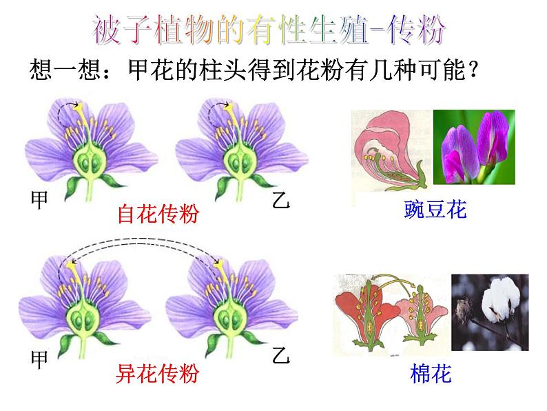 浙教版七年级下册科学 1.5植物生殖方式的多样性 课件第8页