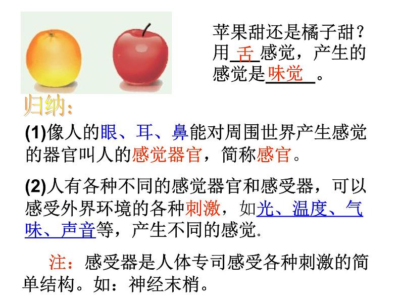浙教版七年级下册科学 2.1感觉世界 课件第4页
