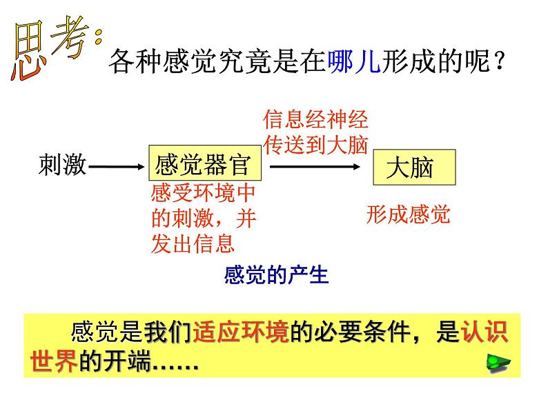 浙教版七年级下册科学 2.1感觉世界 课件第5页