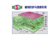 浙教版八下科学 4.5植物的叶与蒸腾作用 课件