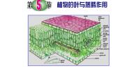 初中科学浙教版八年级下册第4章 植物与土壤第5节 植物的叶与蒸腾作用示范课课件ppt