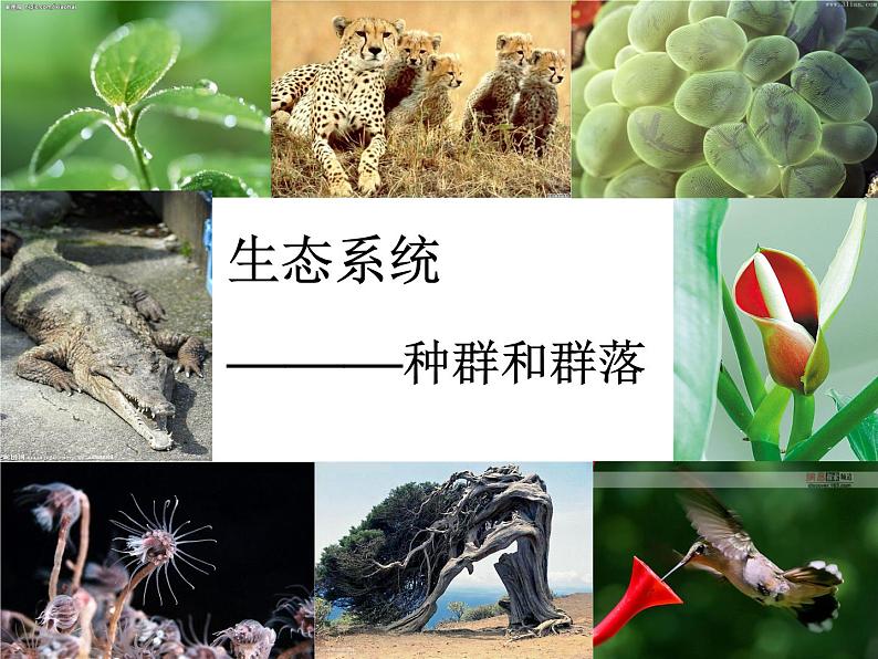 华师大版七年级下册科学 5.1种群和群落 课件01