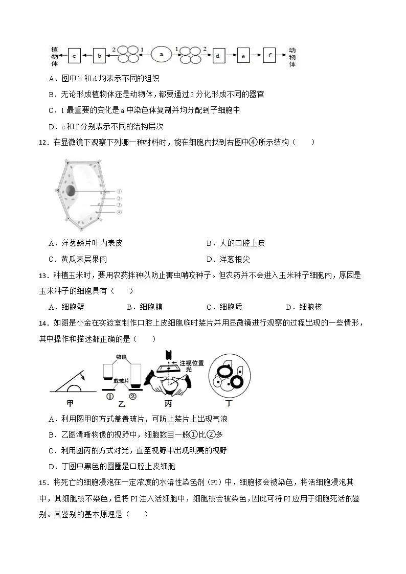 2022年中考科学第一轮专题复习:细胞解析版第3页