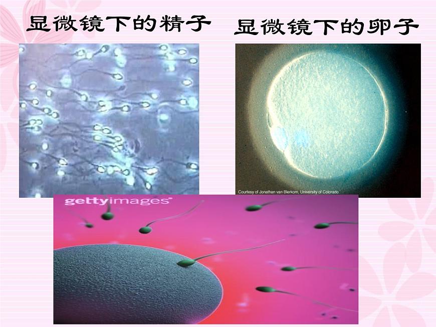 浙教版七年級下冊科學 1.1新生命的誕生 課件第2頁