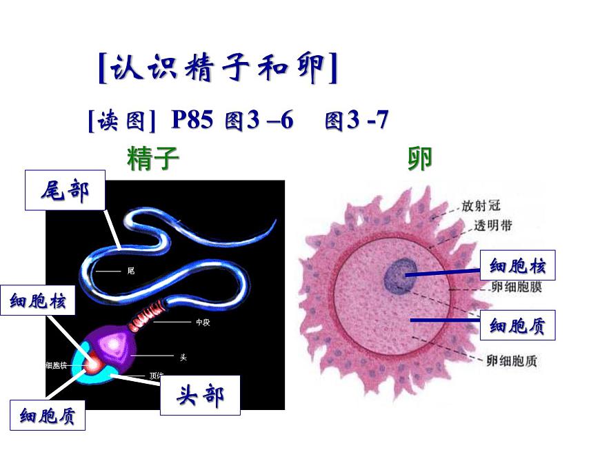 浙教版七年級下冊科學 1.1新生命的誕生 課件第3頁