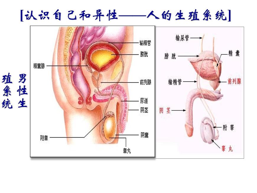浙教版七年級下冊科學 1.1新生命的誕生 課件第5頁