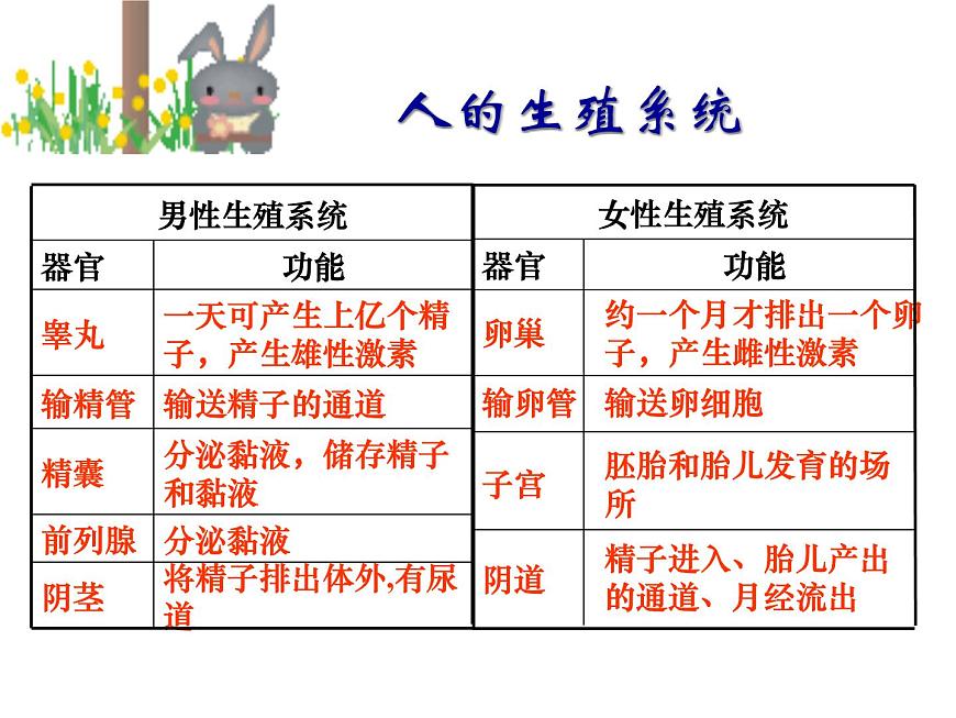 浙教版七年級下冊科學 1.1新生命的誕生 課件第6頁