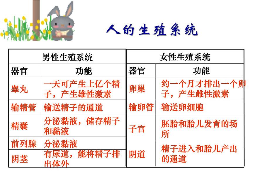 浙教版七年級下冊科學 1.1新生命的誕生 課件第8頁