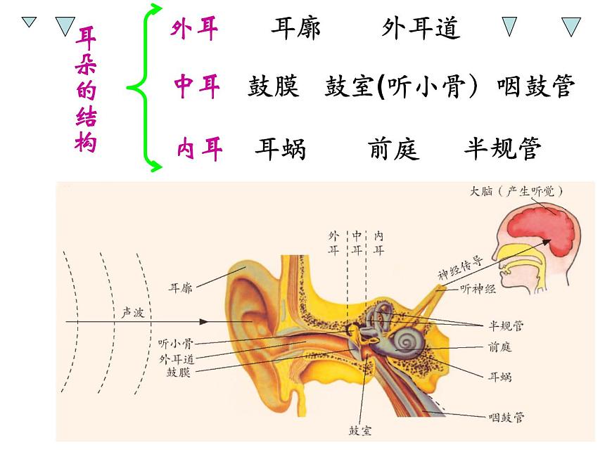 浙教版七年級(jí)下冊(cè)科學(xué) 2.3耳和聽覺 課件第3頁