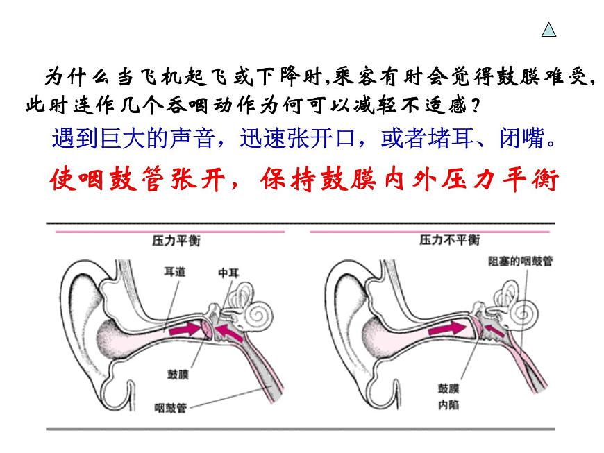 浙教版七年級(jí)下冊(cè)科學(xué) 2.3耳和聽覺 課件第6頁