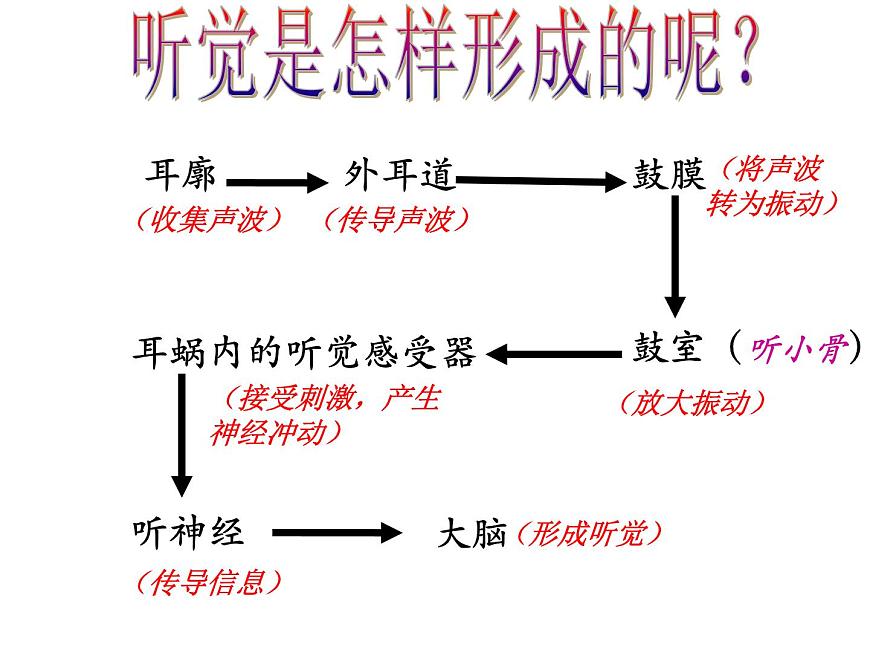 浙教版七年級(jí)下冊(cè)科學(xué) 2.3耳和聽覺 課件第8頁