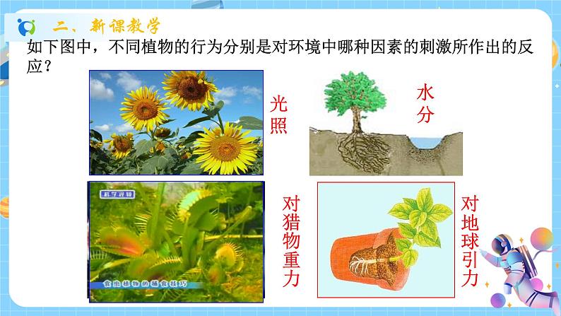浙教版科学 八年级上册 3.1 植物生命活动的调节(第1课时) 课件+教案+练习04