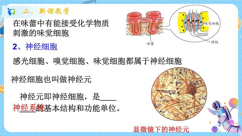 浙教版科学 八年级上册 3.3 神经调节(第1课时) 课件+教案+练习07