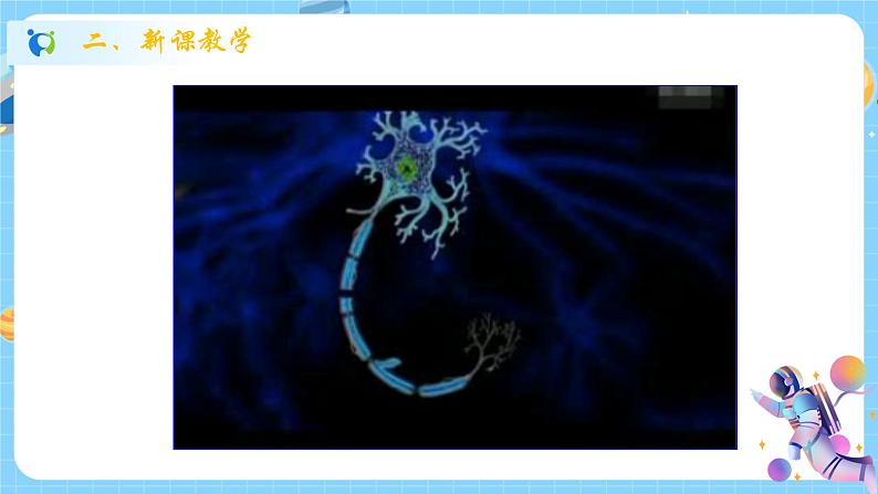 浙教版科学 八年级上册 3.3 神经调节(第1课时) 课件+教案+练习08