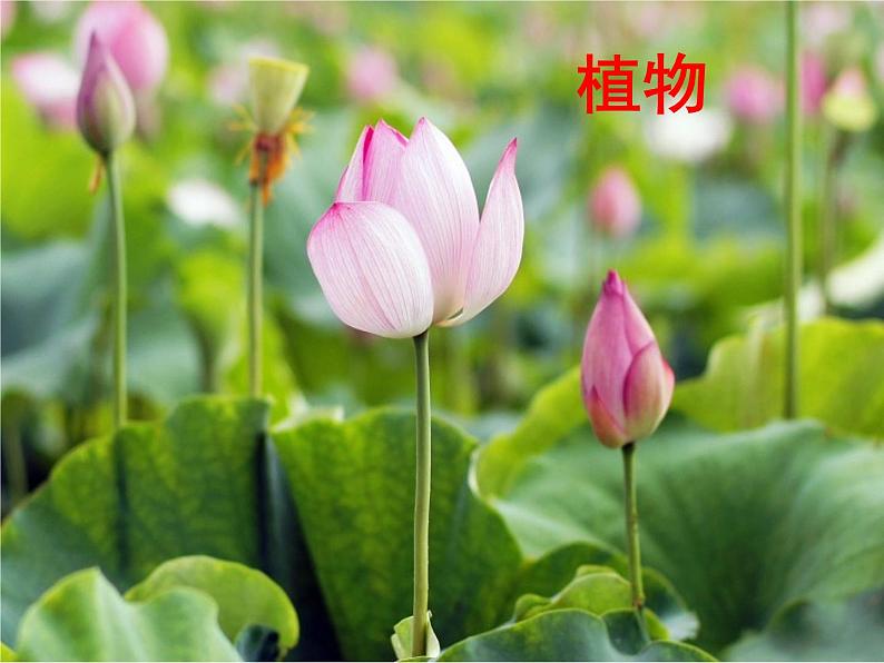 华师大版科学七年级上册 1.2生物的基本特征 课件02