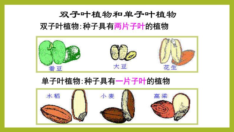 华师大版科学七年级上册 2.2植物的主要类群 课件07