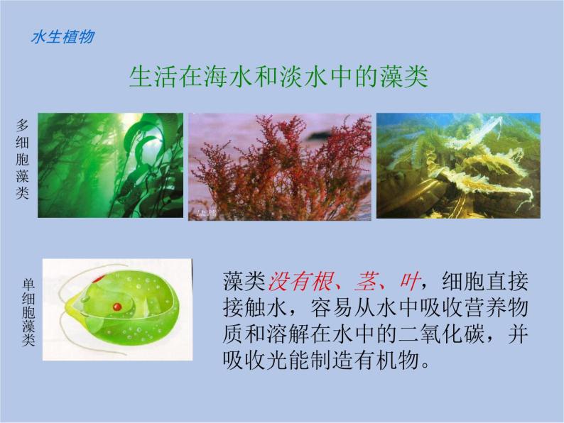 华师大7上个科学1.1 艳丽多姿的生物 课件03