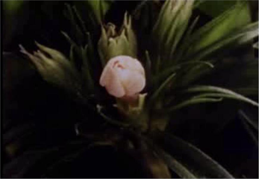 華師大7上個(gè)科學(xué)2.2 植物的主要類群 課件第5頁